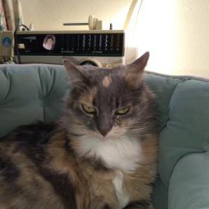 Image of Channa, Lost Cat