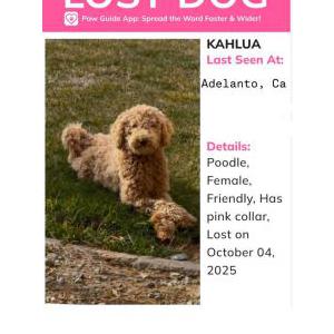 Image of Kahlua, Lost Dog