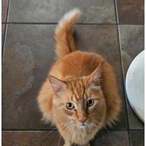 Image of Leo, Lost Cat