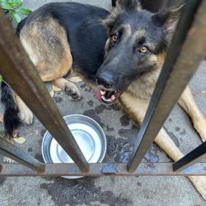 Found Dog unknown