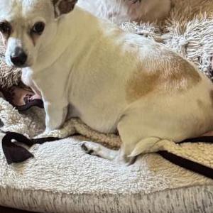 Lost Dog Camila “Cami”