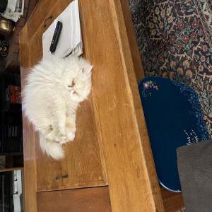 Image of Sugarpie, Lost Cat