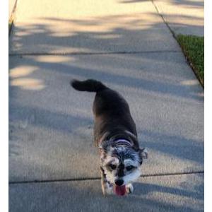 Lost Dog Bella