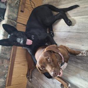 Image of Lola, Lost Dog