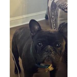 Image of Bear, Lost Dog