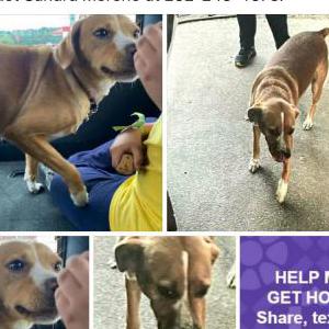 Image of Princess, Lost Dog