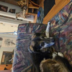 Image of fargo, Lost Dog