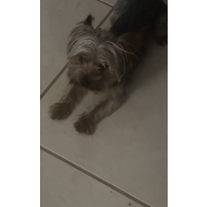 Image of Jax, Lost Dog