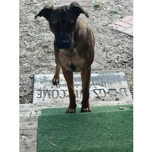 Found Dog Unknown