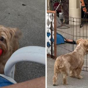 Lost Dog Big (biggie)