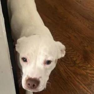 Image of Sky, Lost Dog