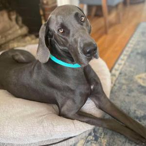 Image of Brook, Lost Dog