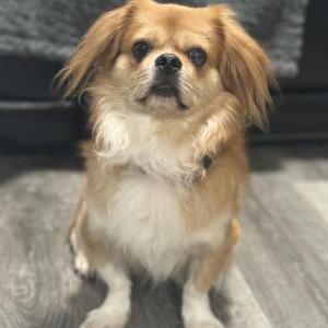 Image of Byron, Lost Dog