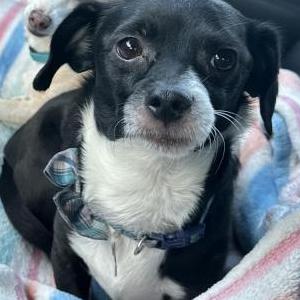 Image of Rocky, Lost Dog