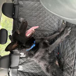 Image of Unknown, Found Dog