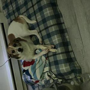 Image of Hazel, Lost Dog