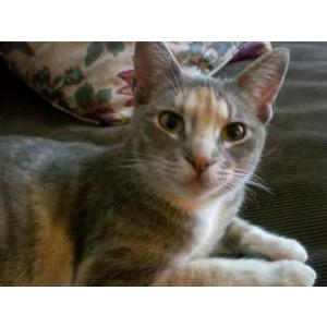 Image of Ladybug, Lost Cat