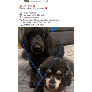 Image of Panther, Lost Dog