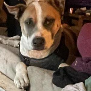 Image of Bruiser, Lost Dog