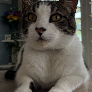 Image of Andy, Lost Cat