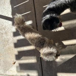 Image of Unknown, Found Dog