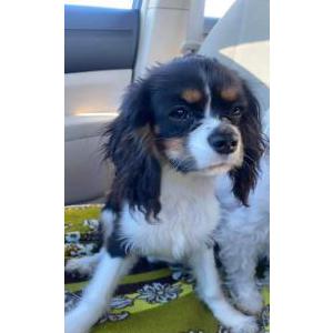 Image of Tilly, Lost Dog