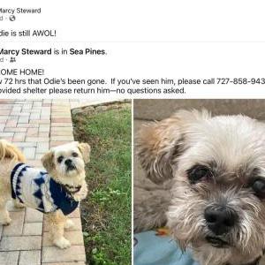 Image of Odie, Lost Dog