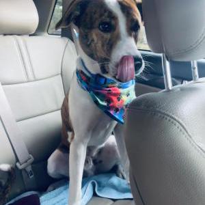 Image of homie jack, Lost Dog