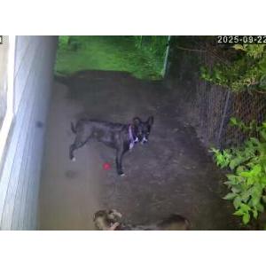 Image of Wednesday, Lost Dog
