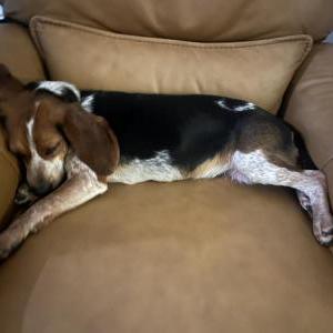 Image of Jerry, Lost Dog