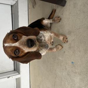 2nd Image of Jerry, Lost Dog