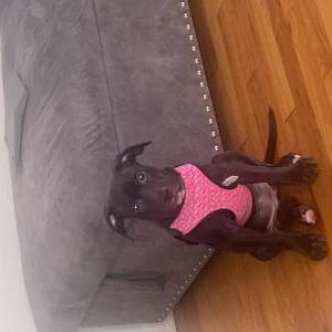 Image of Katy, Lost Dog