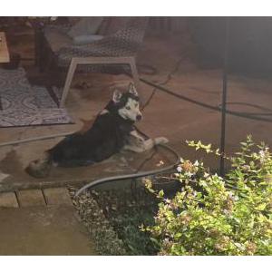 Image of Unknown, Found Dog