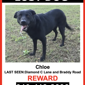 Image of Chloe, Lost Dog
