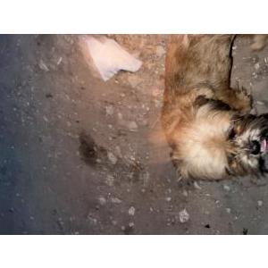 Image of Sebastian, Lost Dog