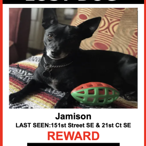 Image of Jemison, Lost Dog