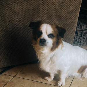 Image of Bruno, Lost Dog