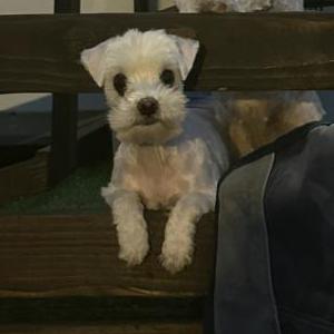 Image of Ghost, Lost Dog