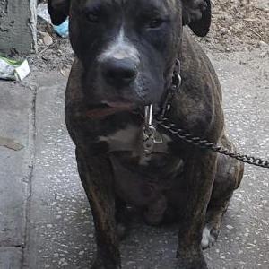 Image of Nico, Lost Dog