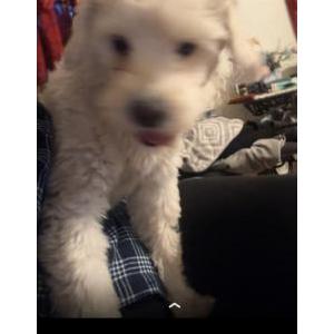 Lost Dog Fluffy