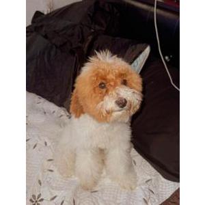 Image of Teddy, Lost Dog