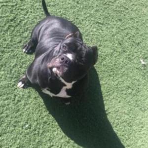 Image of Layla, Lost Dog