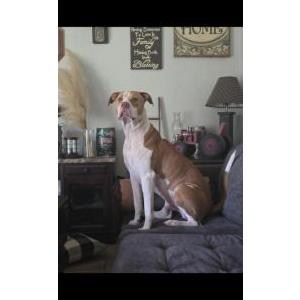 Image of Loki, Lost Dog