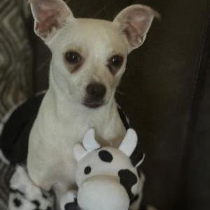 Image of Luna, Lost Dog