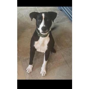 Image of Felix, Lost Dog