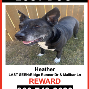 Image of Heather, Lost Dog