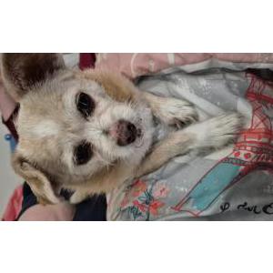 Image of Bailey, Lost Dog