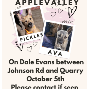 Image of Pickles and ava, Lost Dog