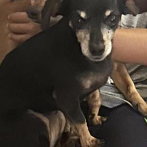 Lost Dog Mia