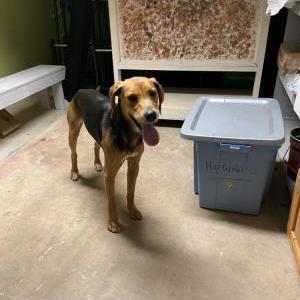 Image of unknown, Found Dog